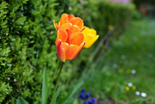 Close-up of Tulips in the Garden 