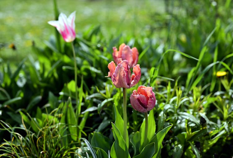 Faded And Withered Pink Tulips