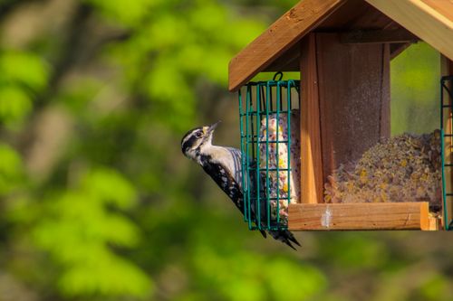 Free A downy woodpecker feeding on seeds from a birdhouse in a lush spring setting. Stock Photo