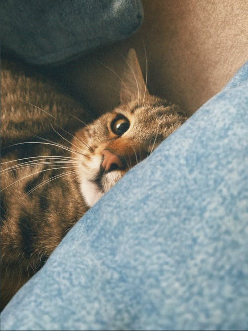 Free stock photo of domestic cat, tabby cat