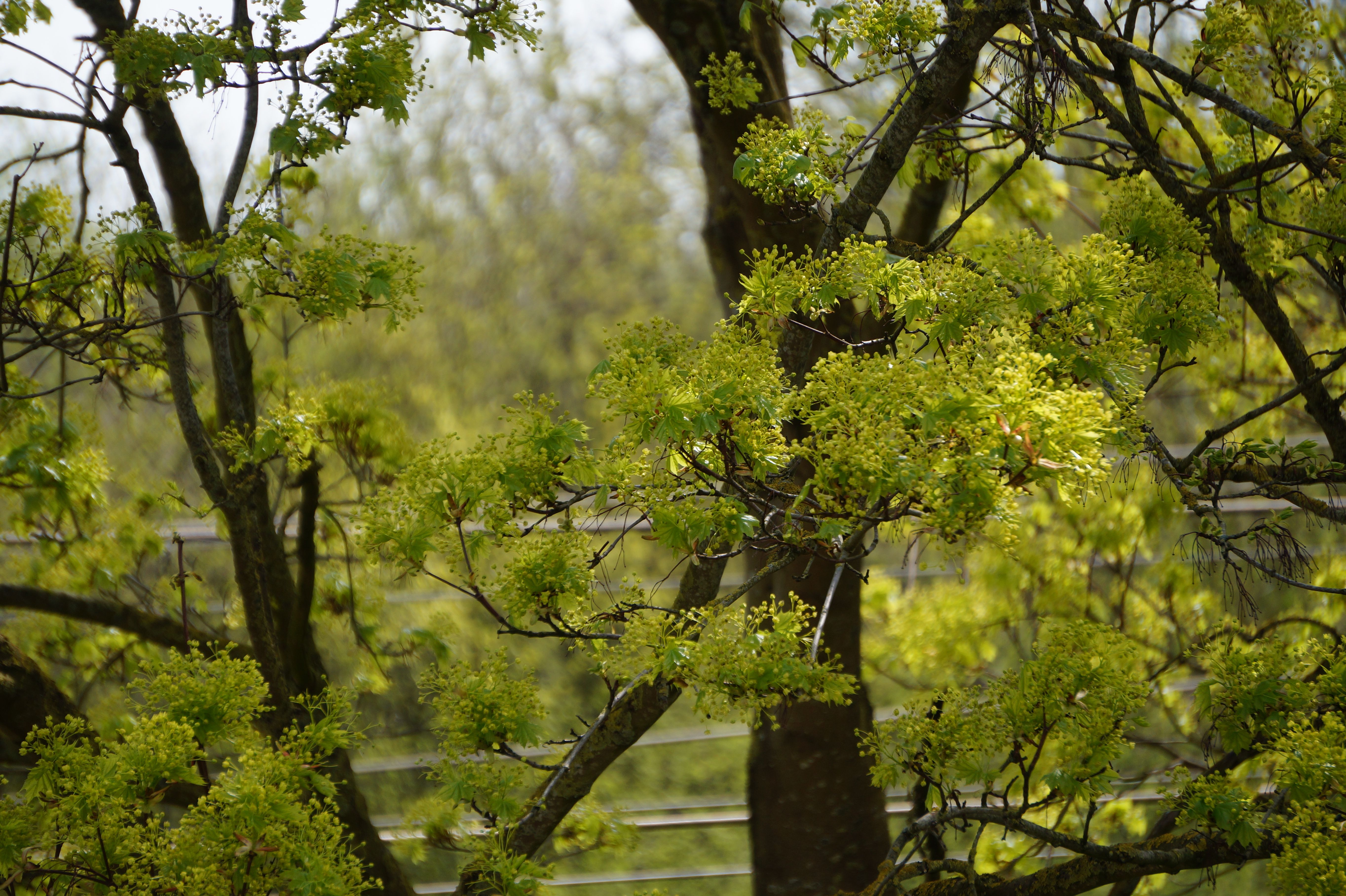 A tree with green leaves and branches · Free Stock Photo