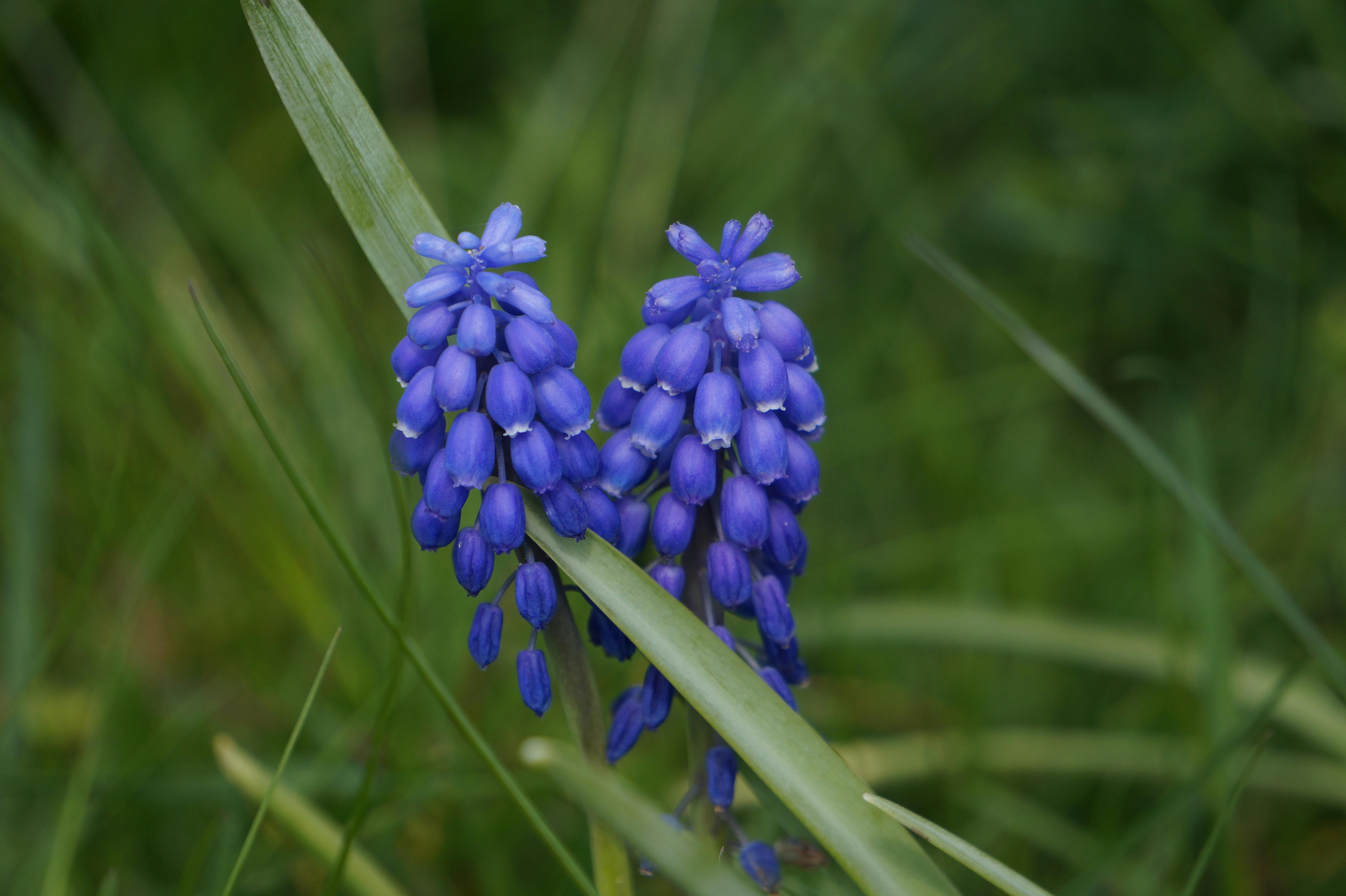 Arbustos de Floración Invernal: Selección, Adaptación y Beneficios Ecológicos