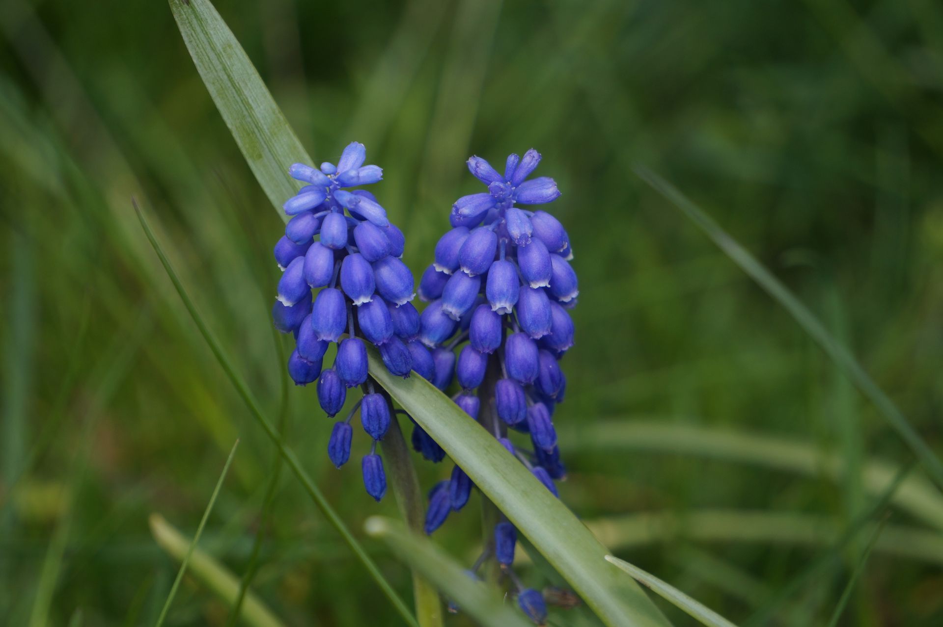 Vibrant blue grape hyacinth flowers on a green background in a garden setting.
