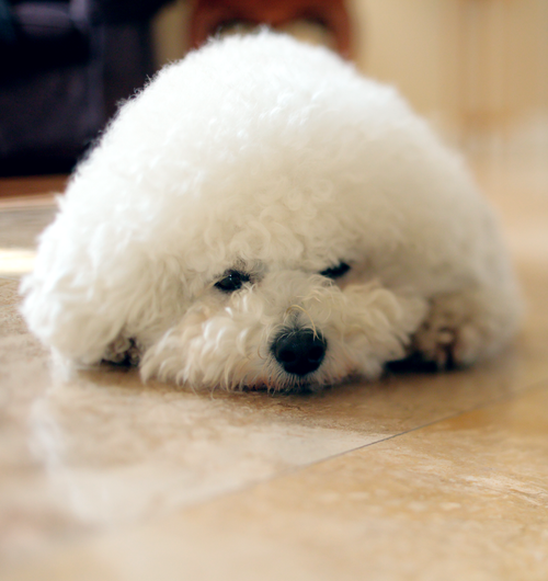 Free Adorable Bichon Frise dog lying on a smooth indoor floor with fluffy white fur. Perfect for pet and home themes. Stock Photo