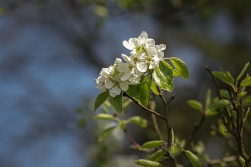 คลังภาพถ่ายฟรี ของ การเจริญเติบโต, กิ่งไม้, ดอกไม้สีขาว