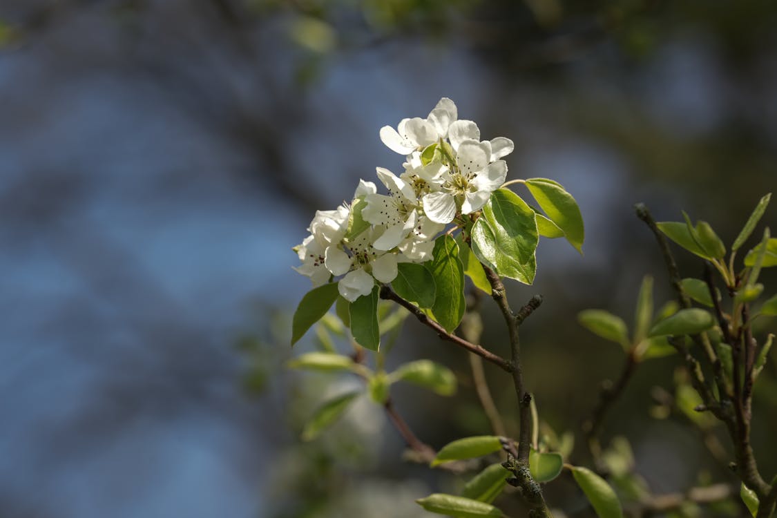 Foto d'estoc gratuïta de branquillons, creixement, flora