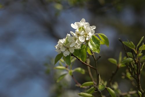 Free A macro shot of pear tree blossoms with green leaves against a blue sky. Stock Photo