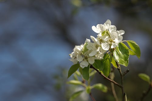 Close-up of White Flowers of a Fruit Tree in Spring 