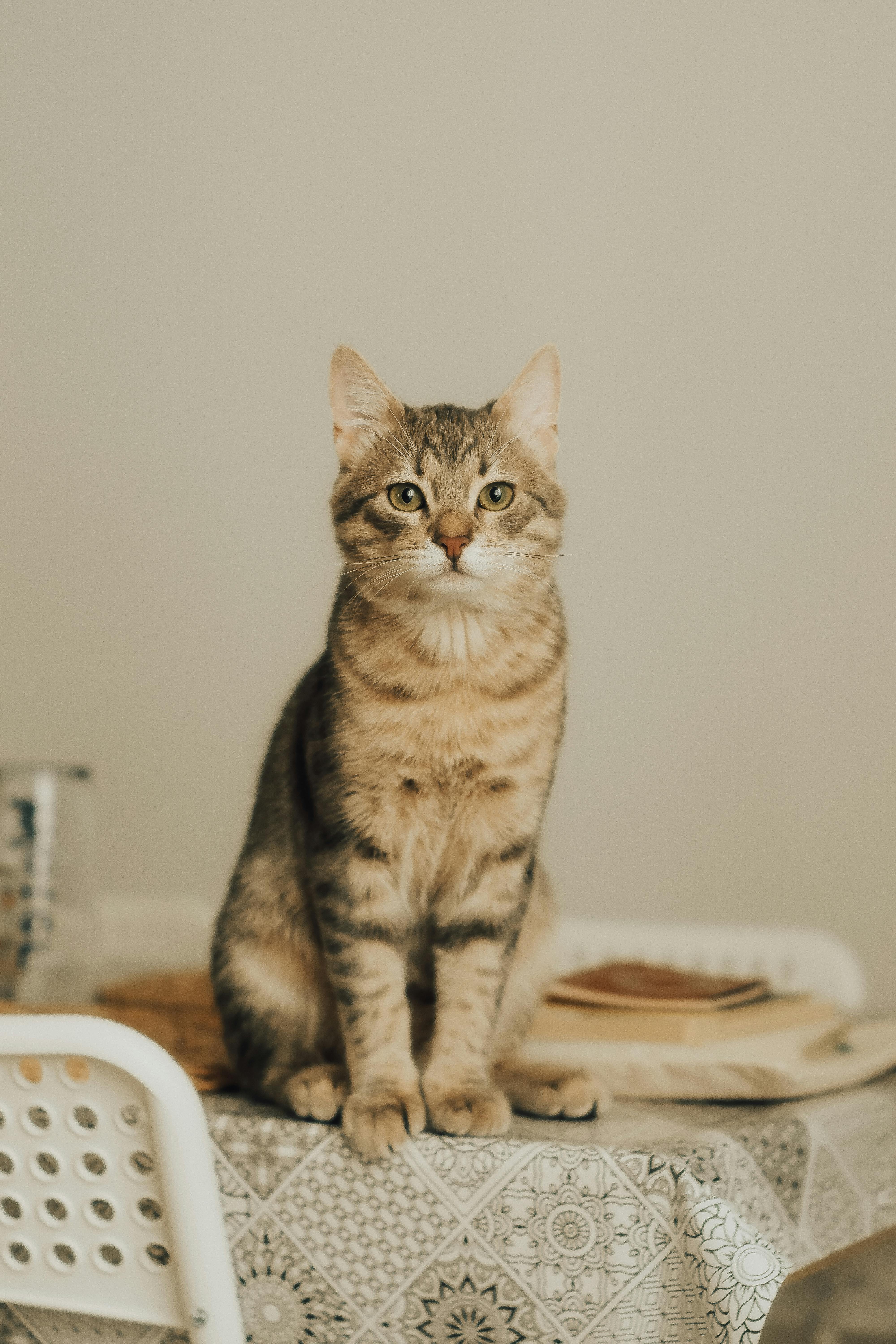 cute cat on table