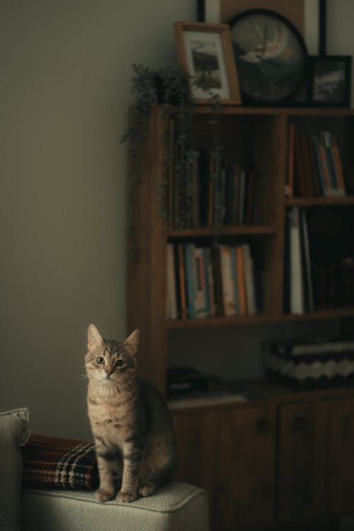 Fotobanka s bezplatnými fotkami na tému mačka, obývacia miestnosť, pohovka