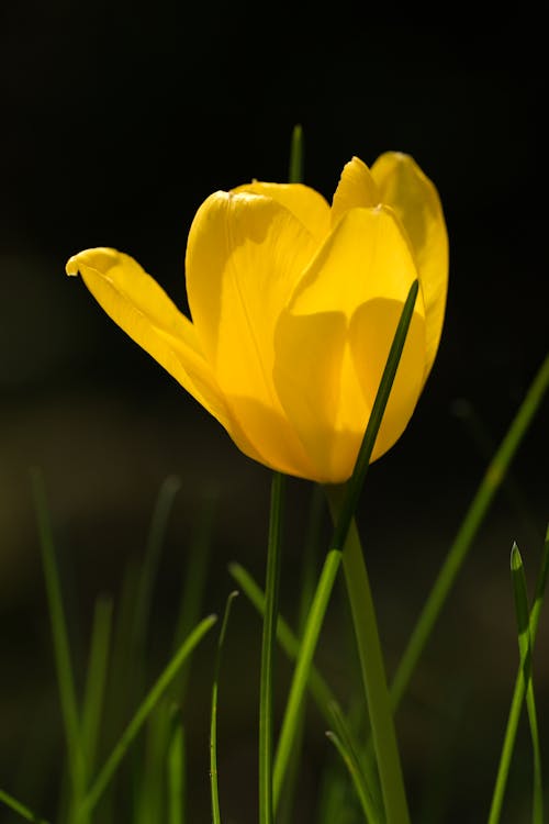 A Yellow Tulip