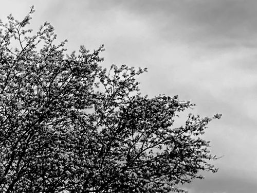 Free stock photo of nature, spring Stock Photo