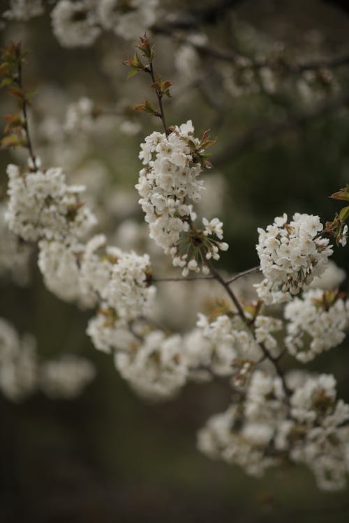 Foto profissional grátis de aumento, filiais, flores brancas