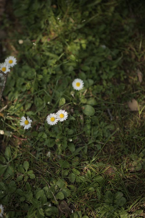 Daisies on Green Ground