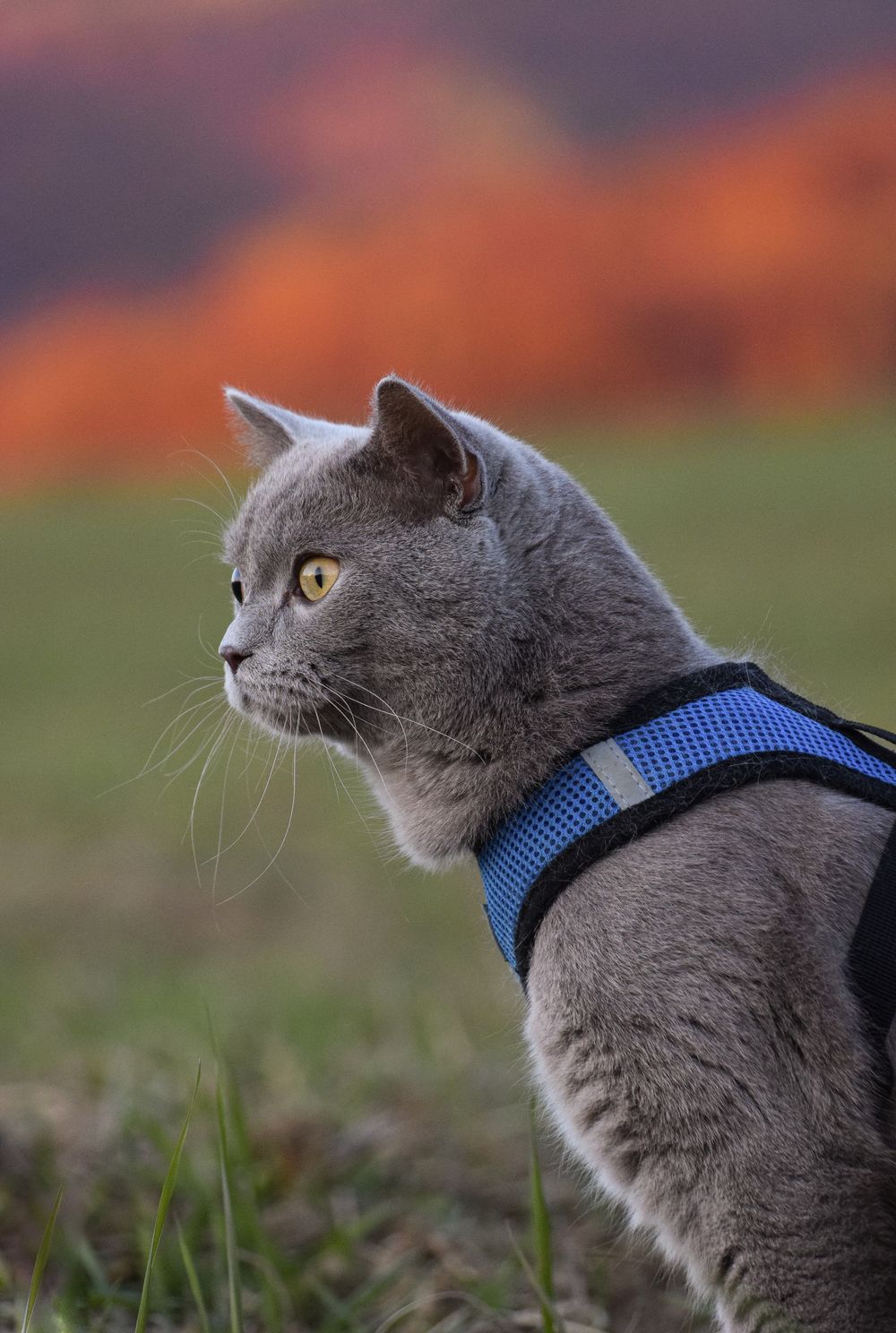 Indoor vs. Outdoor Cats: Safety, Welfare, H5N1 & Safer Options - 1