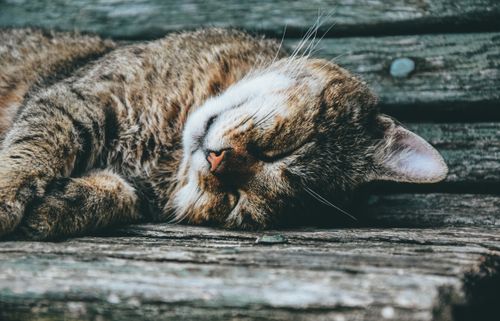 Free A close-up of a cute tabby cat sleeping peacefully on a rustic wooden surface. Stock Photo