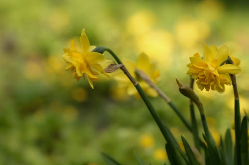 Close-up of Daffodils Growing in a Garden 