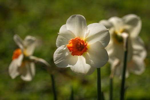 Vibrant white daffodils with orange centers in full bloom during spring.
