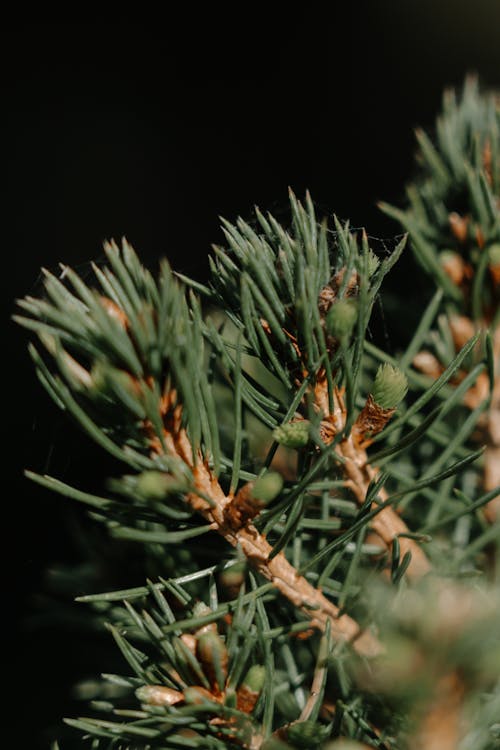 A Close-up of a Branch of Coniferous Tree 