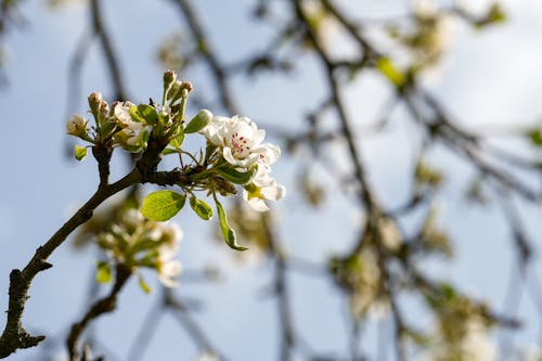 Close-up of White Flowers on a Fruit Tree in Spring 