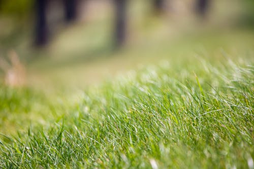 Imagine de stoc gratuită din creștere, grassfield, iarbă