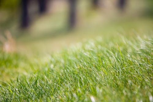 Slope with Grass