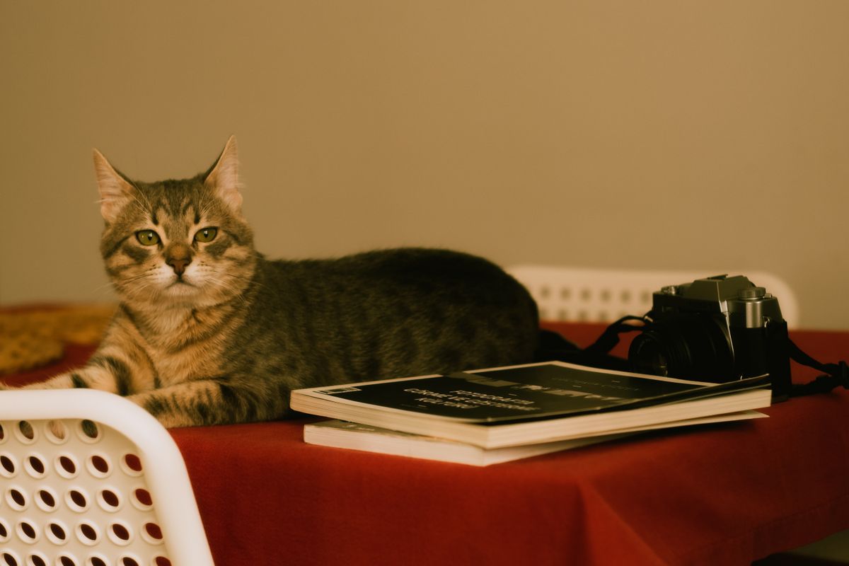 Un chat calme allongé sur une table à côté d’une pile de livres et d’un appareil photo, créant une ambiance intérieure cosy.