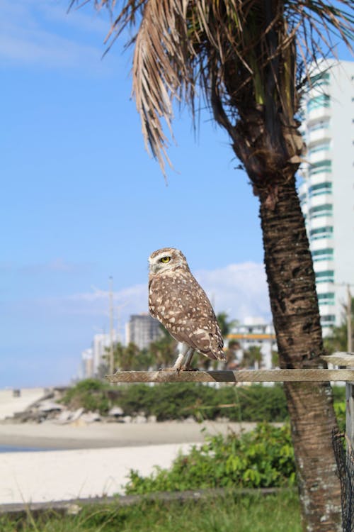An Owl Sitting next to a Palm 