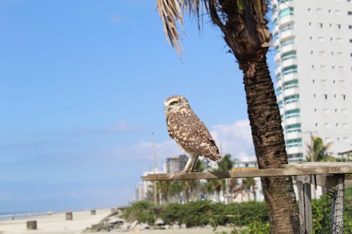 An Owl Sitting next to a Palm