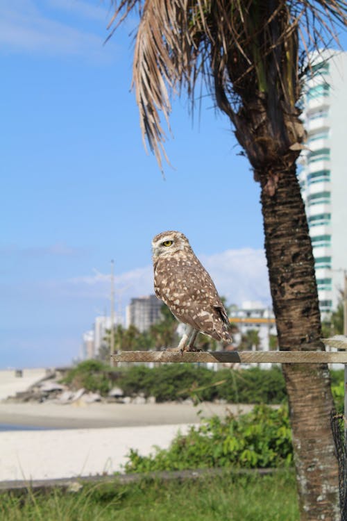 An Owl Sitting next to a Palm