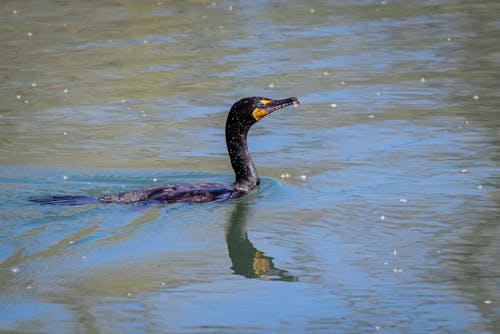 A Cormorant Swimming in the Lake