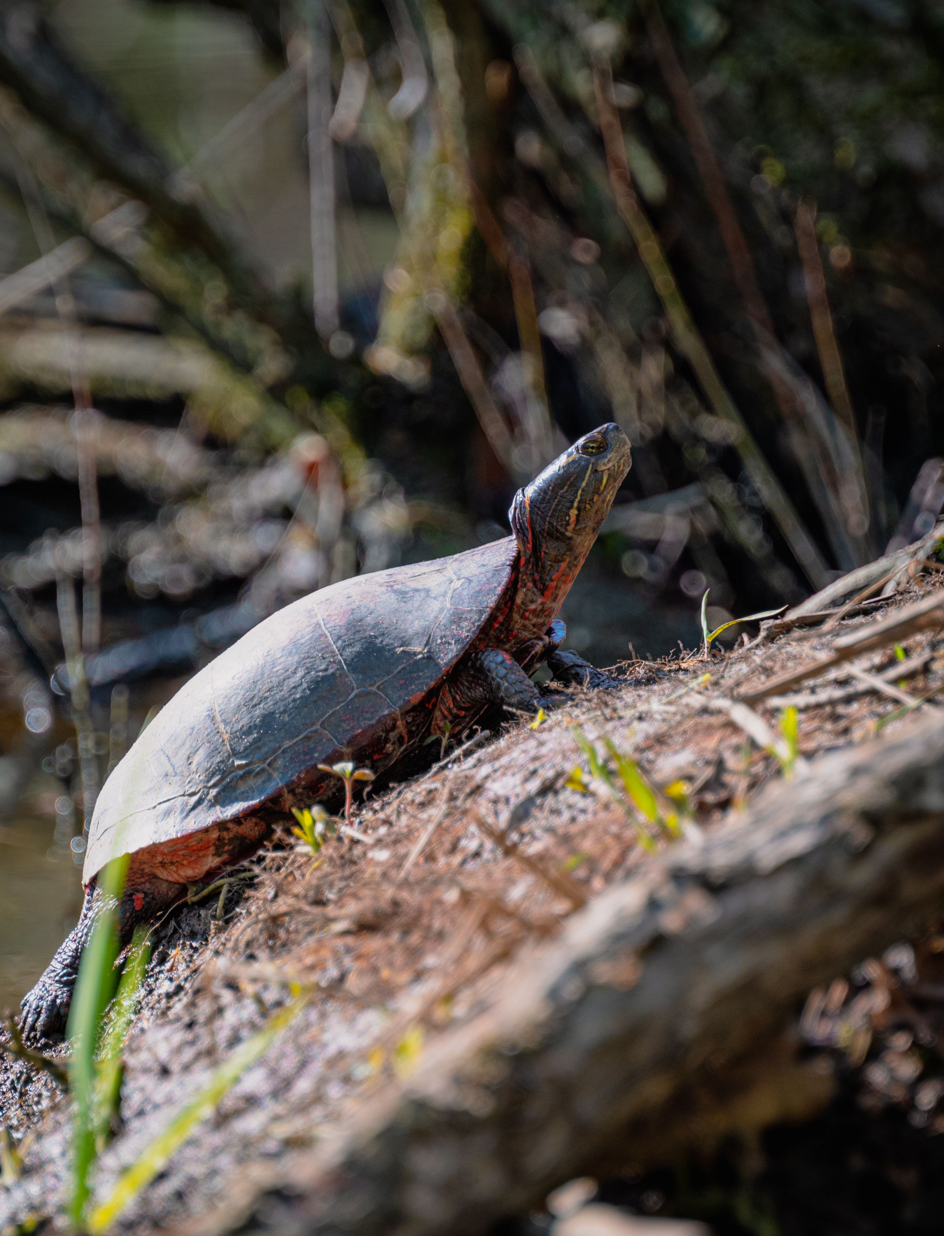 Closeup of a Wild Turtle · Free Stock Photo