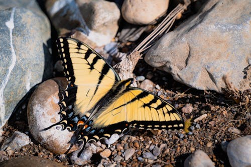 Top View of a Yellow Butterfly Perching on Pebbles