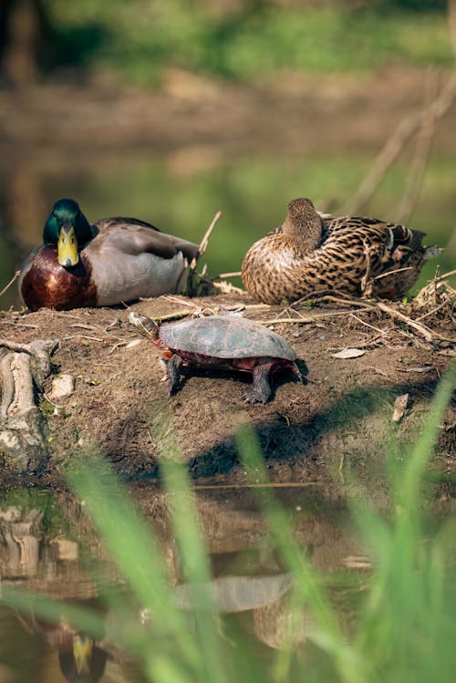 Ducks and Turtle by the Lake