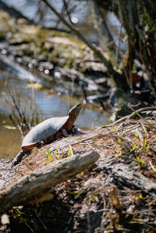 A Turtle by the Lake