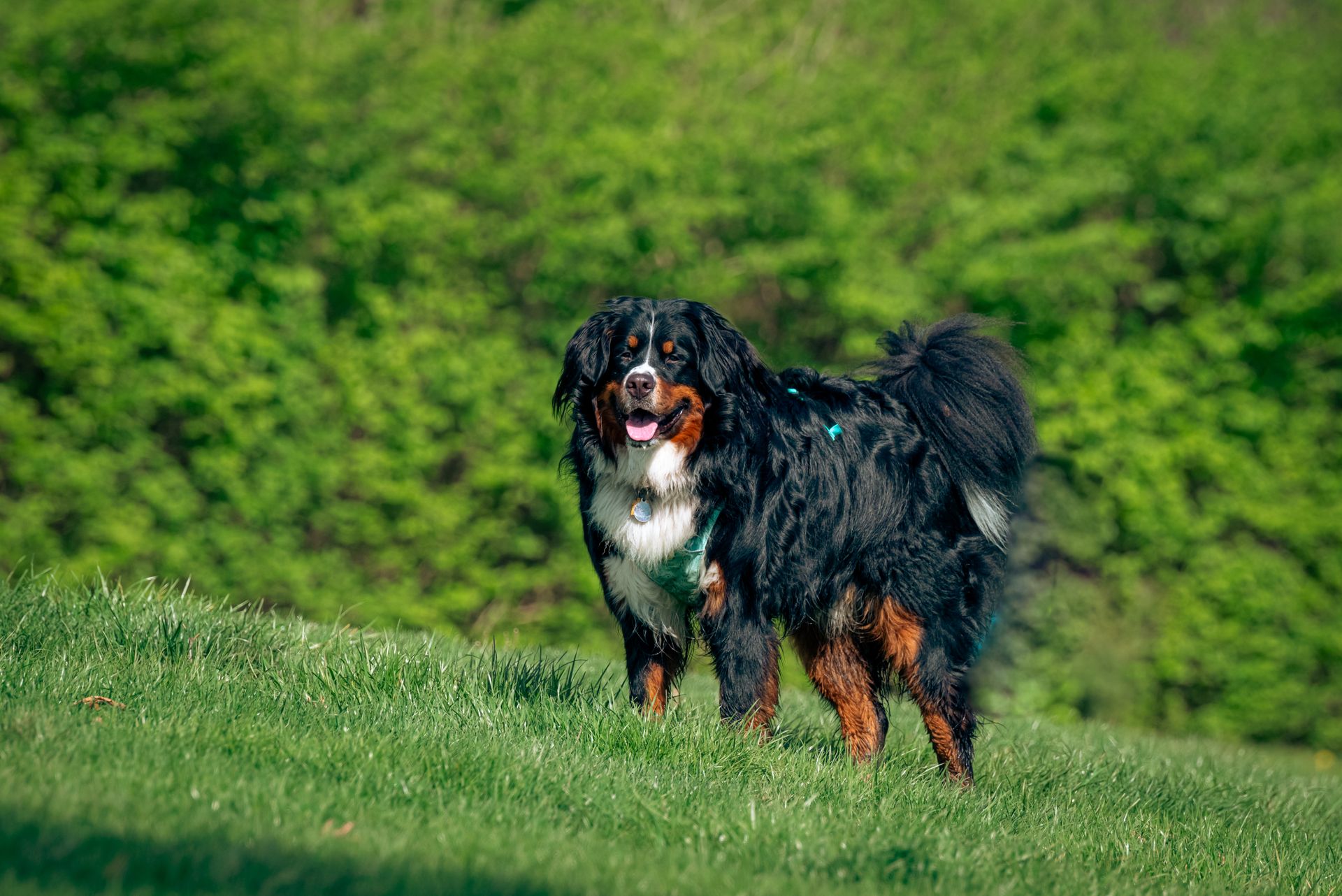 A Cute Dog in the Garden
