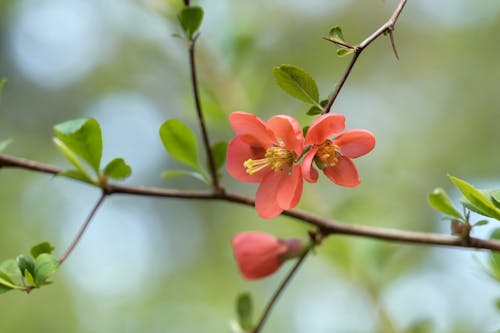 꽃이 피는, 나무, 봄의 무료 스톡 사진