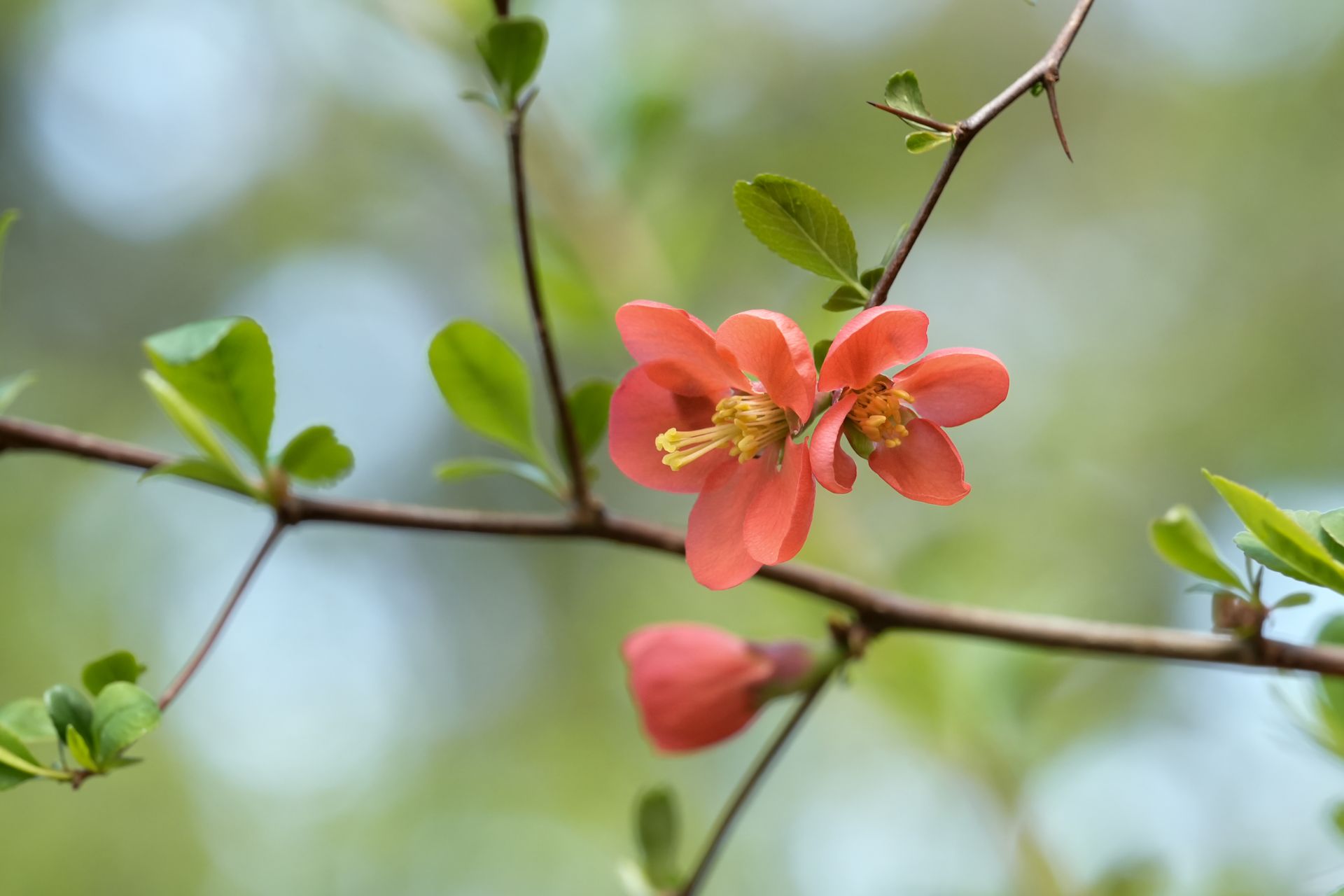 Beautiful red flowering quince bloom on branch with green leaves, symbolizing spring's arrival.