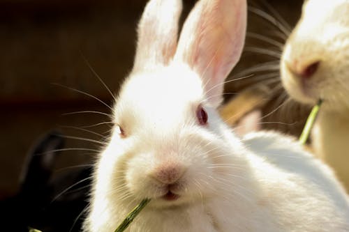 Darmowe zdjęcie z galerii z jeść, królicze uszy, słodkie zwierzaki