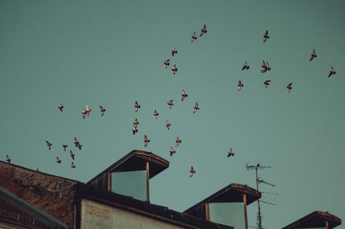 Free A scenic view of birds flying over a rooftop with an antenna against a clear sky. Stock Photo