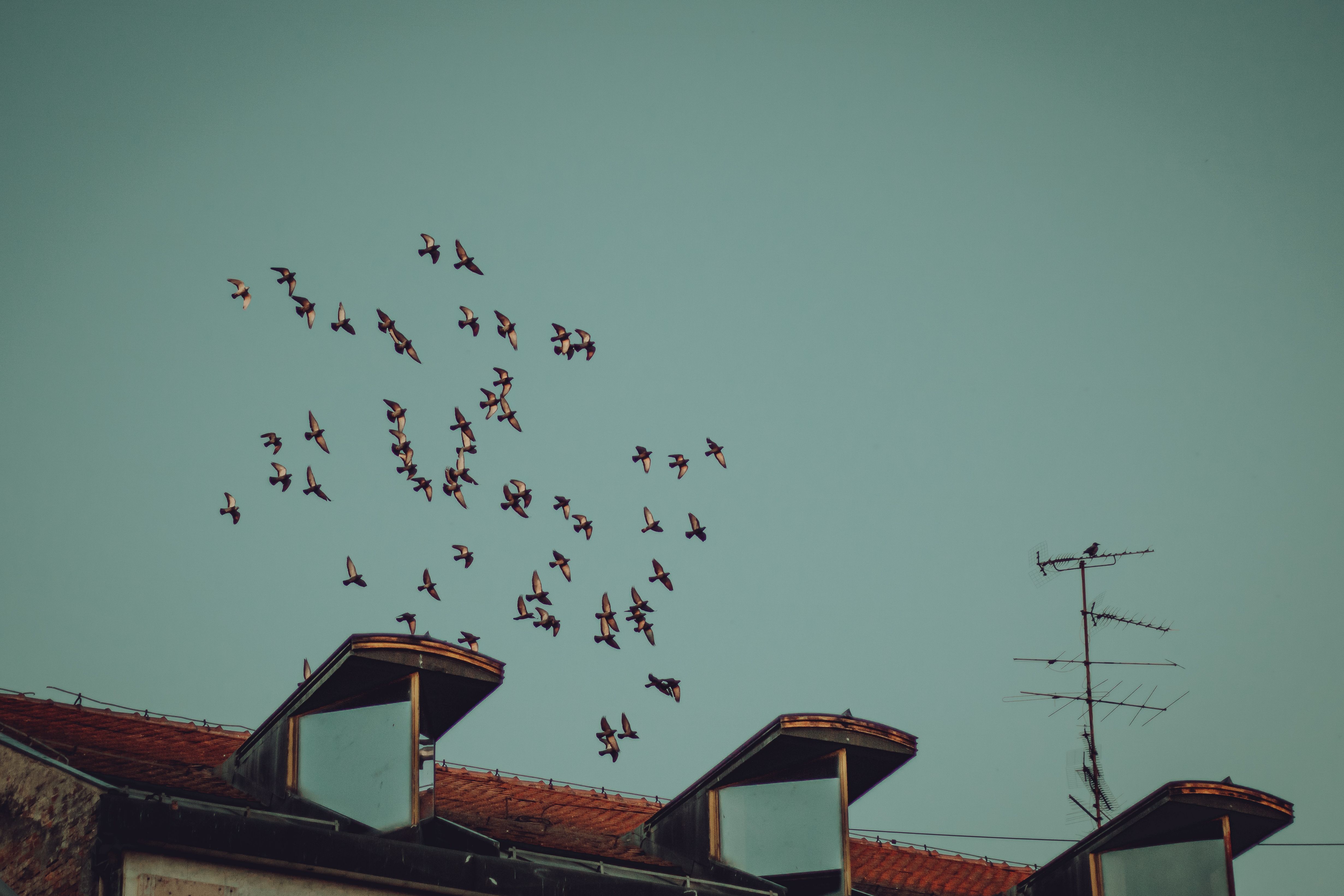 View of a Flock of Birds Flying over a House · Free Stock Photo