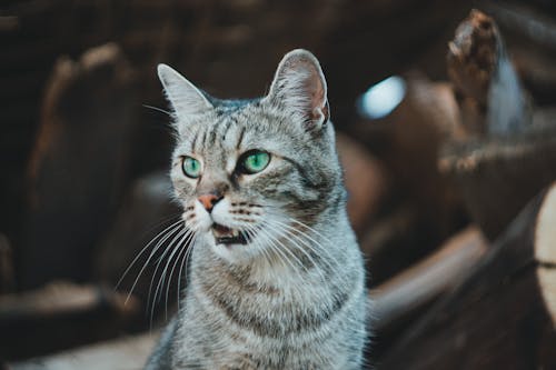 Fotos de stock gratuitas de animal, gatito, gato