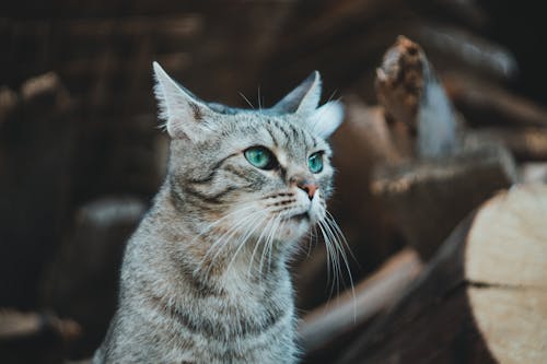 Fotos de stock gratuitas de animal, gatito, gato