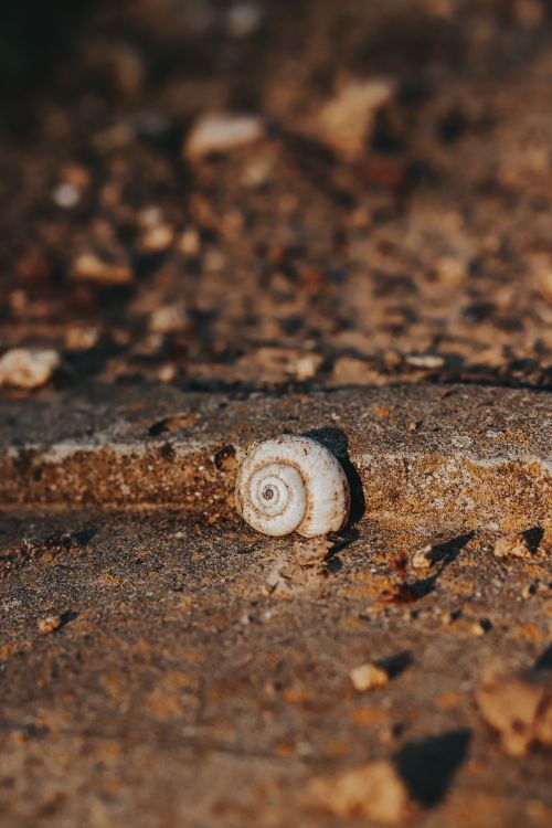 Free Detailed photo of a seashell resting on the sandy beach with warm lighting. Stock Photo