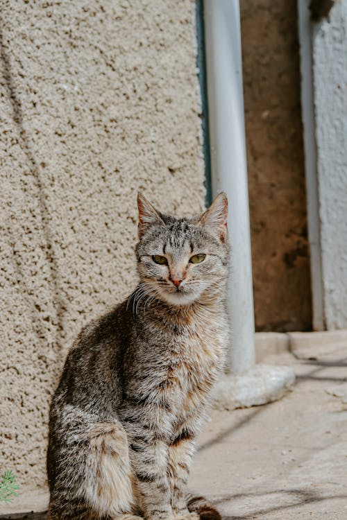 A Little Cat Sitting on a Street