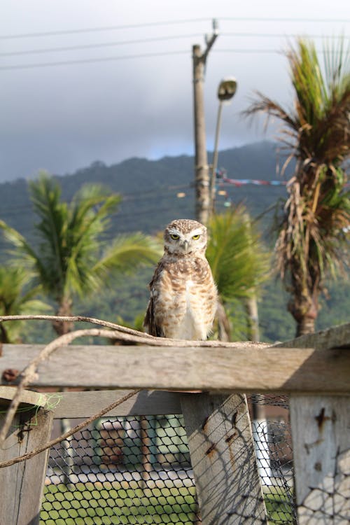 Burrowing Owl on Fence