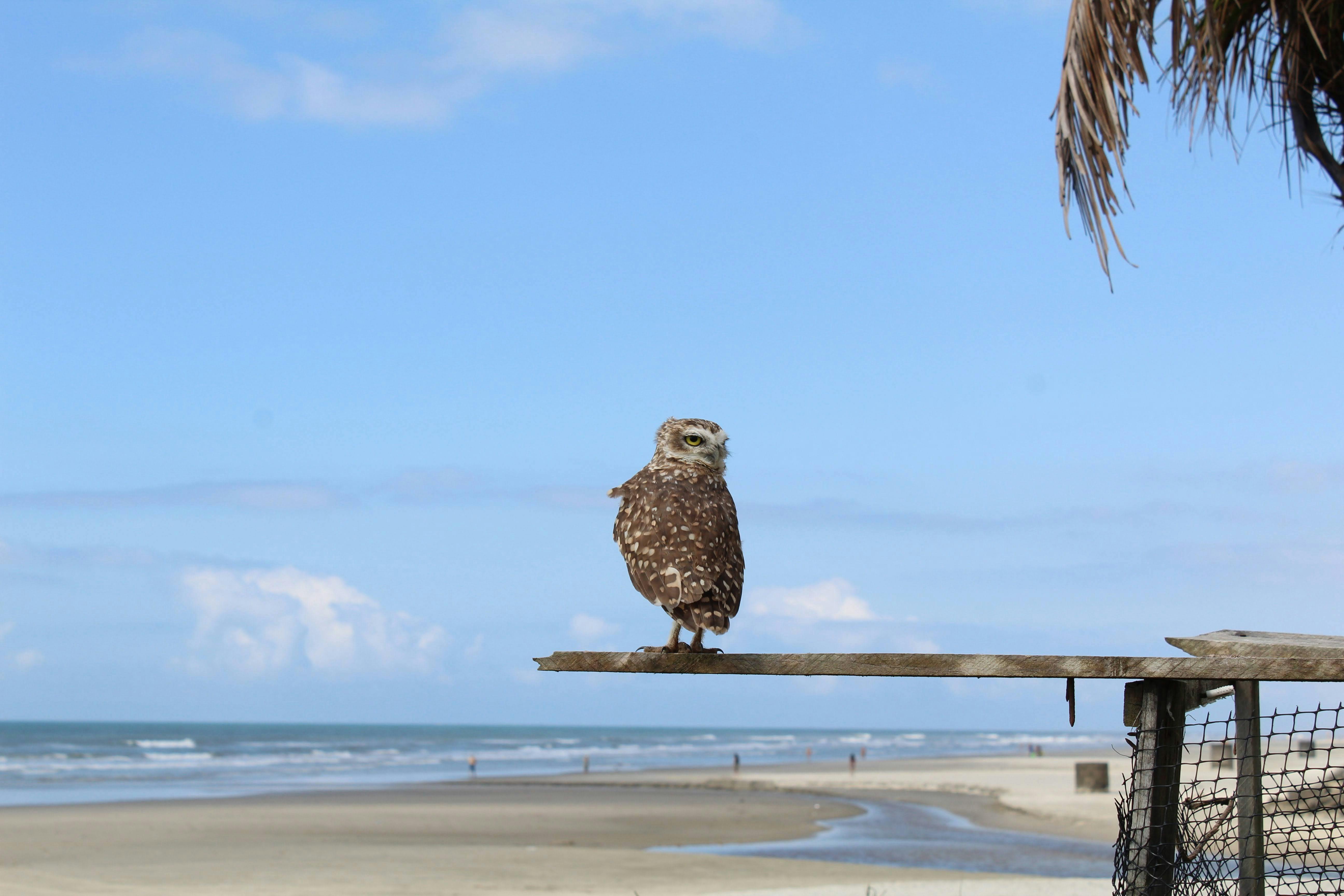 owl sitting on desk by the sea