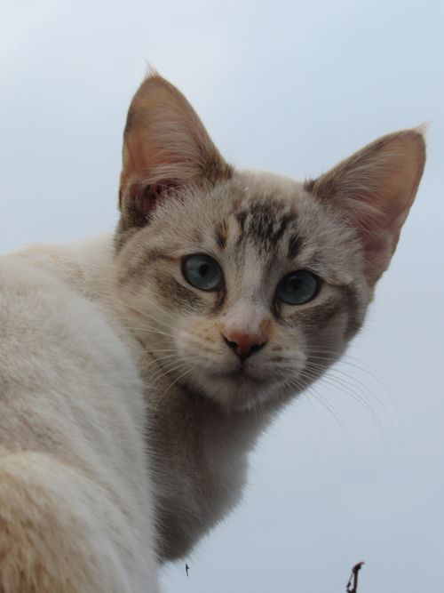 Free A beautiful white kitten looking directly at the camera with a light blue sky background. Stock Photo