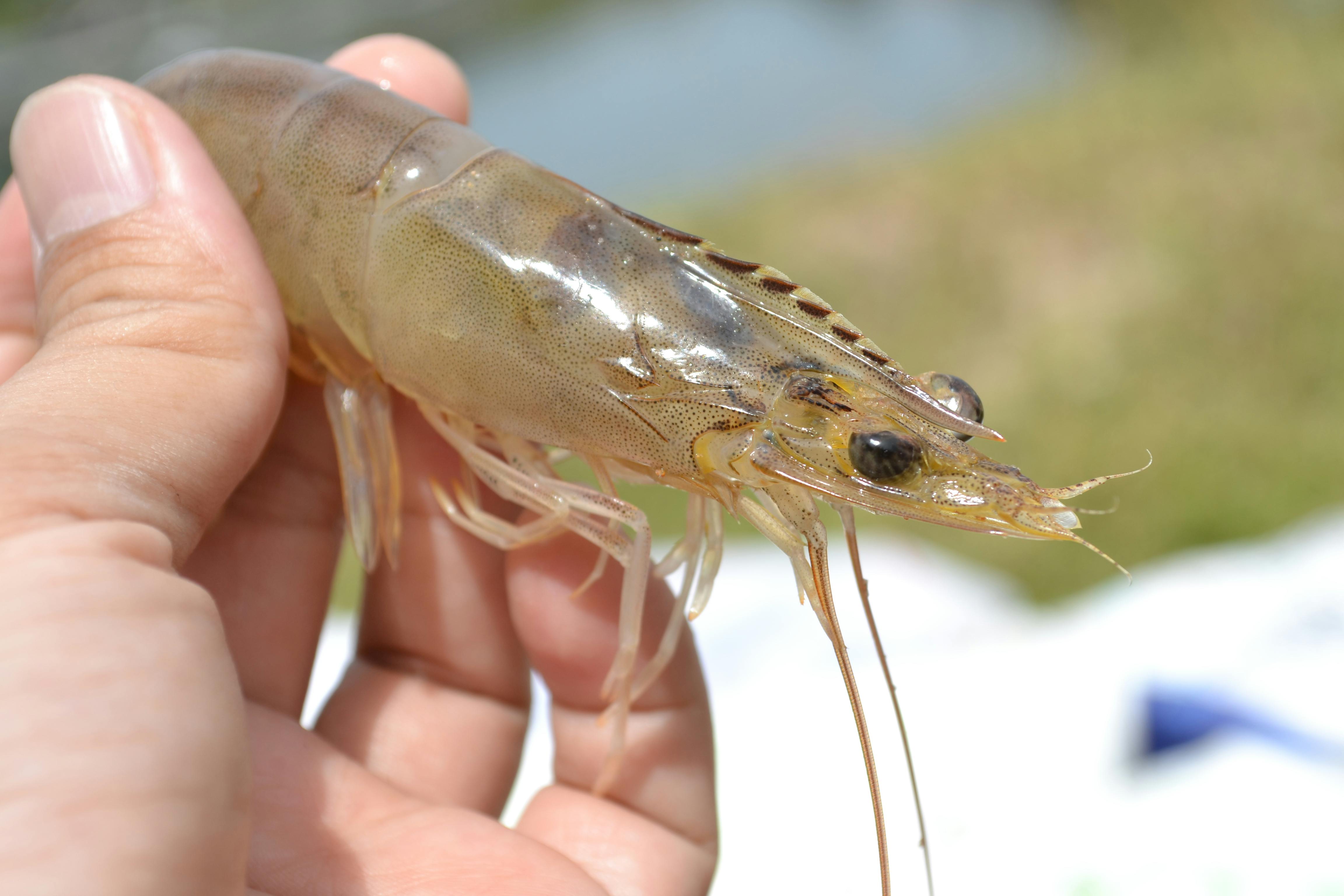 Detailed shot of a live shrimp being held in hand outdoors, showcasing texture and color.