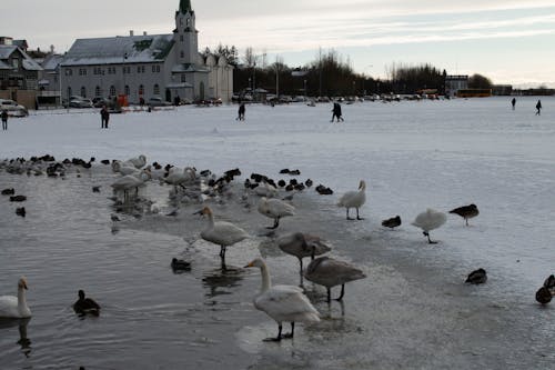 Free stock photo of ducks, frozen lake, reykjavik